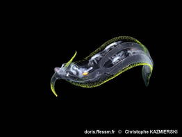 Cephalopyge_trematoides-chka001