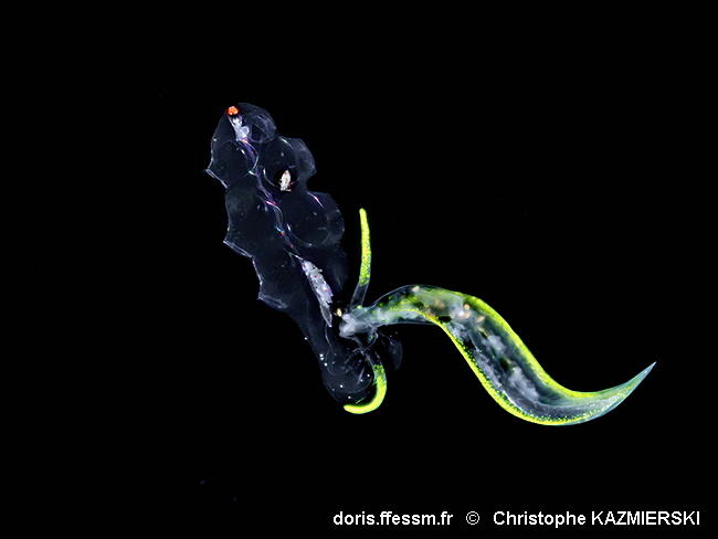 Cephalopyge_trematoides-chka002