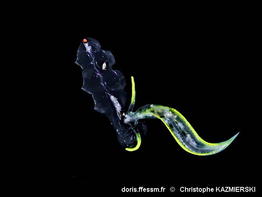 Cephalopyge_trematoides-chka002