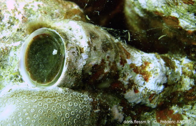 ceraesignum_maximum-fa30