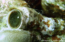 ceraesignum_maximum-fa30