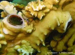 ceraesignum_maximum-fa41