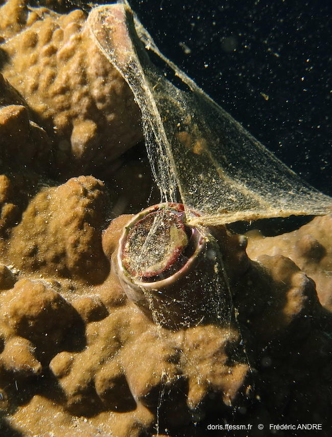 ceraesignum_maximum-fa42