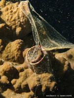 ceraesignum_maximum-fa42