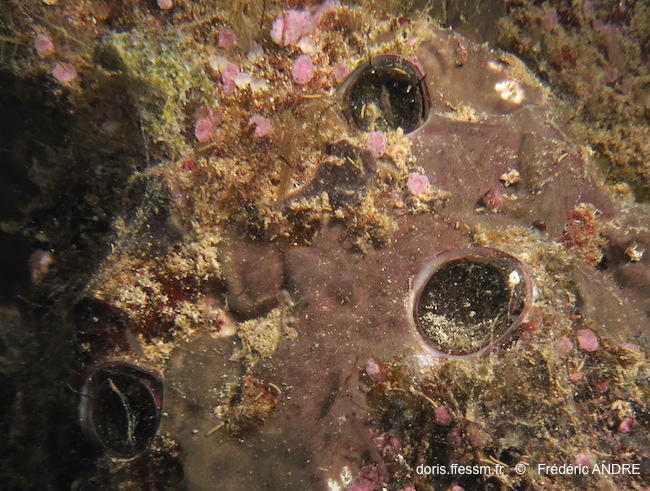 ceraesignum_maximum-fa68