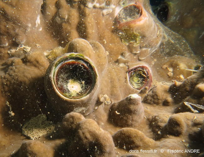 ceraesignum_maximum-fa81