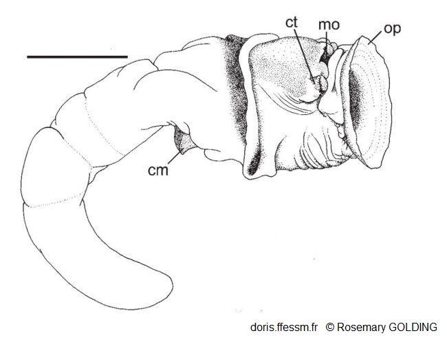 ceraesignum_maximum-rogo-img_262