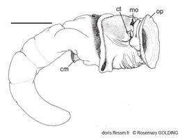 ceraesignum_maximum-rogo-img_262