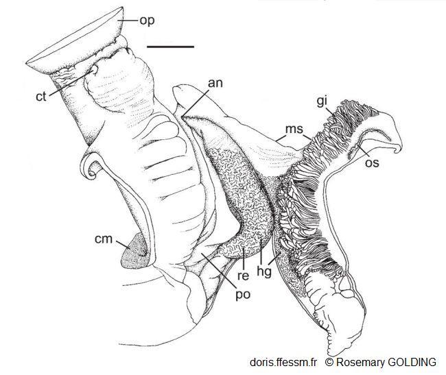 ceraesignum_maximum-rogo-img_263