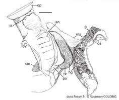 ceraesignum_maximum-rogo-img_263