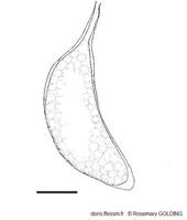 ceraesignum_maximum-rogo-img_266