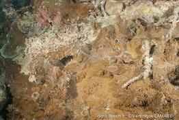 ceraesignum_maximum-vl1