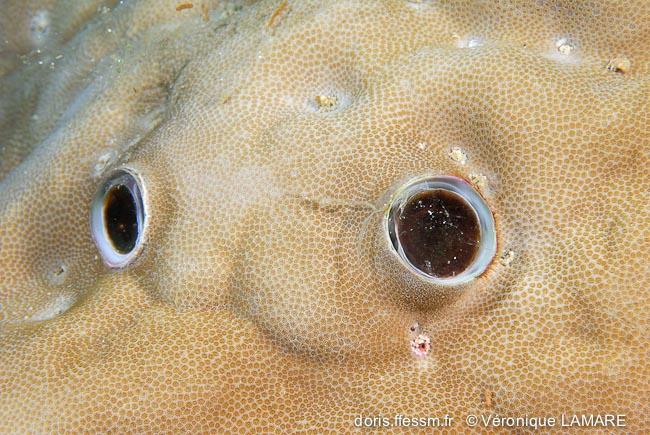 ceraesignum_maximum-vl2