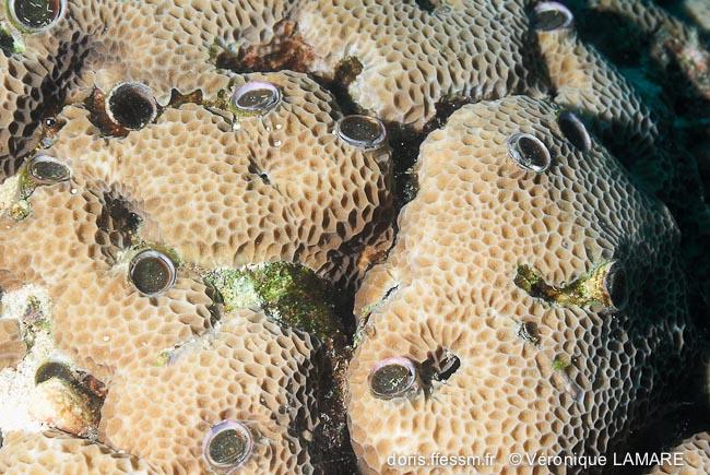 ceraesignum_maximum-vl3