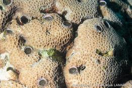 ceraesignum_maximum-vl3