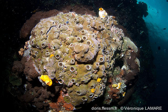 ceraesignum_maximum-vl4