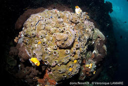 ceraesignum_maximum-vl4