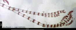Ceramium cimbricum-lc3