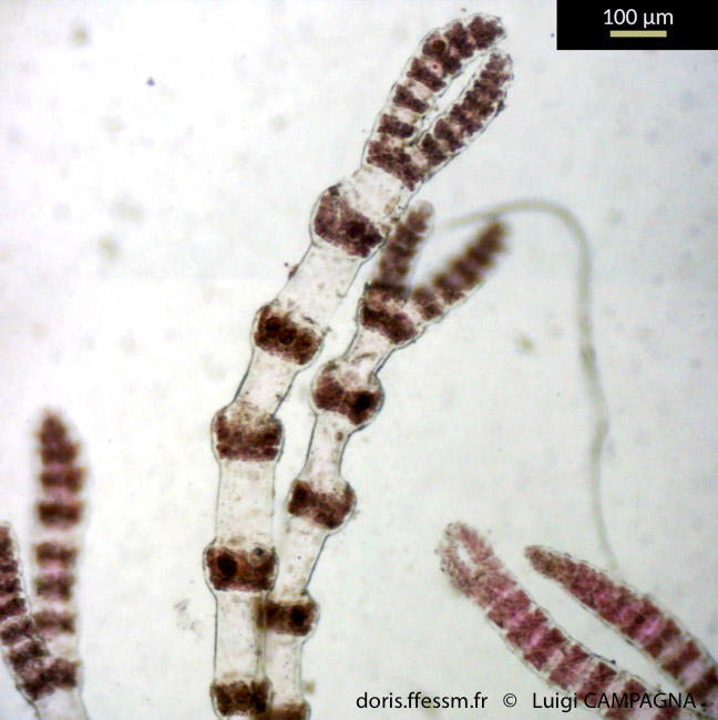 Ceramium_cimbricum-lc4