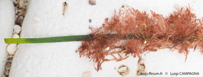 ceramium_cimbricum_lc1