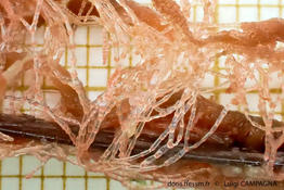 ceramium_cimbricum_lc2