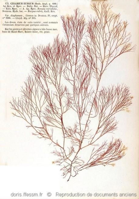 ceramium_virgatum-rda-img_173
