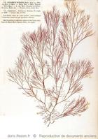 ceramium_virgatum-rda-img_173