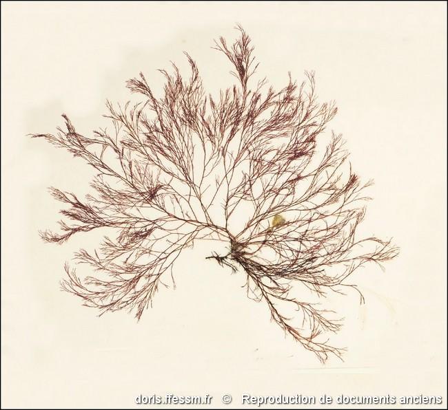 ceramium_virgatum-rda-img_828