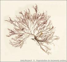 ceramium_virgatum-rda-img_828