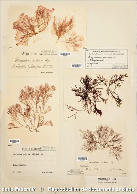 ceramium_virgatum-rda-img_833