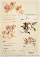 ceramium_virgatum-rda-img_833