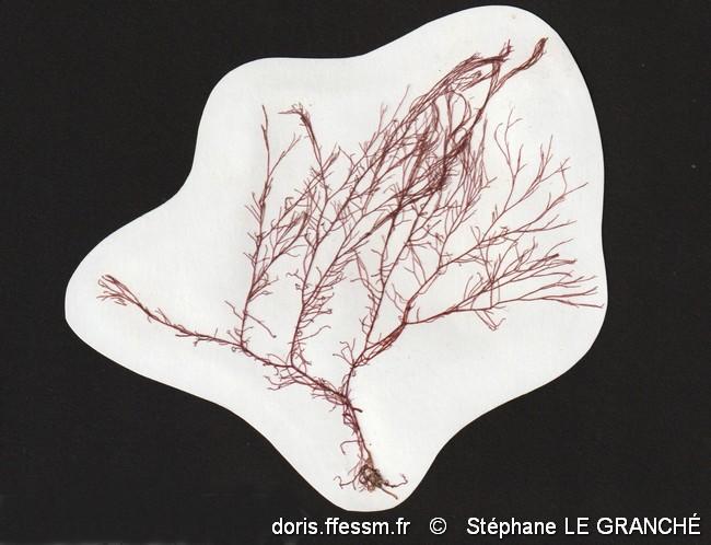 ceramium_virgatum-stlg-img_8254
