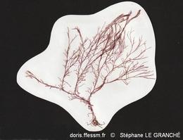 ceramium_virgatum-stlg-img_8254