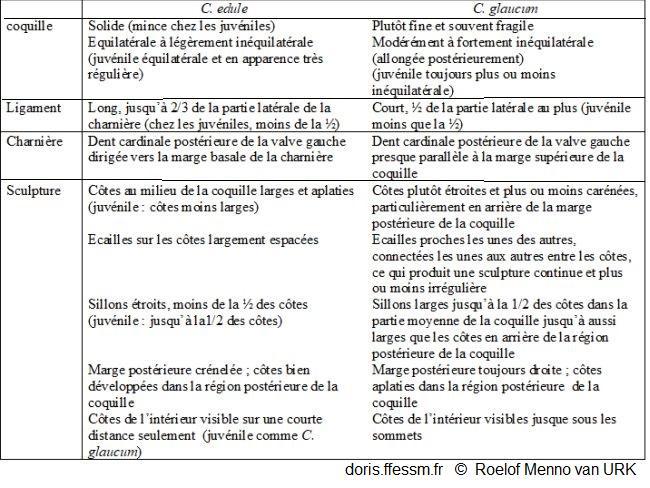 Cerastoderma_edule_vs_c-glaucum_rmvu_02