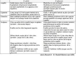 Cerastoderma_edule_vs_c-glaucum_rmvu_02
