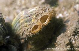 Cerastoderma_glaucum_gb_01