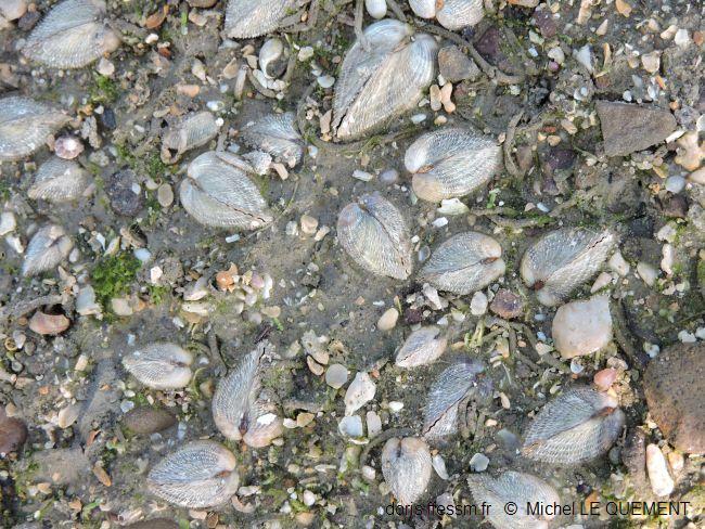 Cerastoderma_glaucum_mlq_01