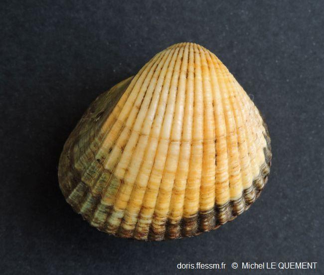 Cerastoderma_glaucum_mlq_02