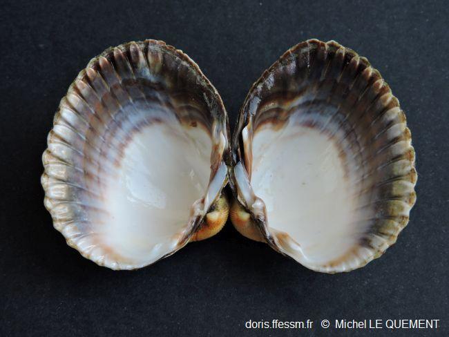 Cerastoderma_glaucum_mlq_03