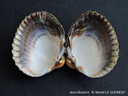 Cerastoderma_glaucum_mlq_03