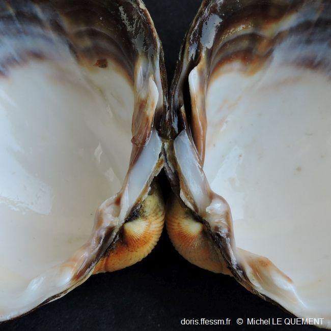 Cerastoderma_glaucum_mlq_04