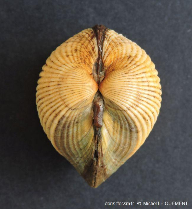 Cerastoderma_glaucum_mlq_05