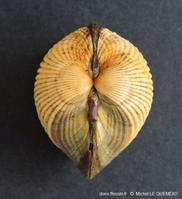 Cerastoderma_glaucum_mlq_05
