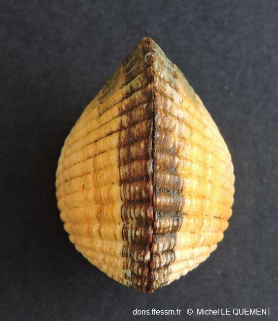Cerastoderma_glaucum_mlq_06