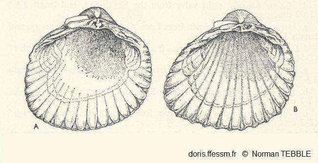 Cerastoderma_glaucum_nt_01