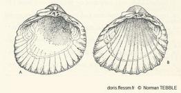 Cerastoderma_glaucum_nt_01