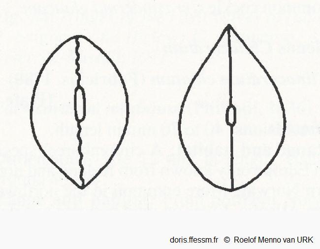 Cerastoderma_glaucum_rmvu_01