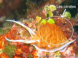 cerates_glossaire-apsittler100