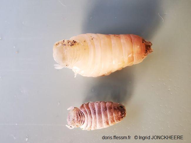 Ceratothoa_steindachneri_04