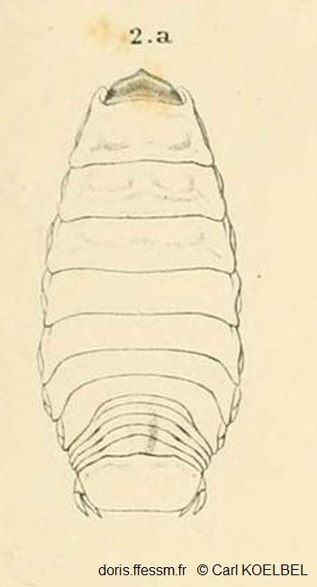 Ceratothoa_steindachneri_ck_01